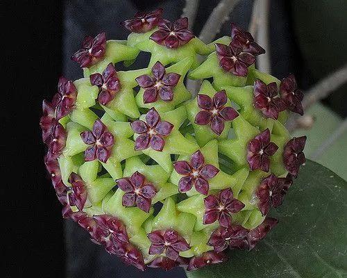 奇妙的大自然，这些花你可能大都没见过