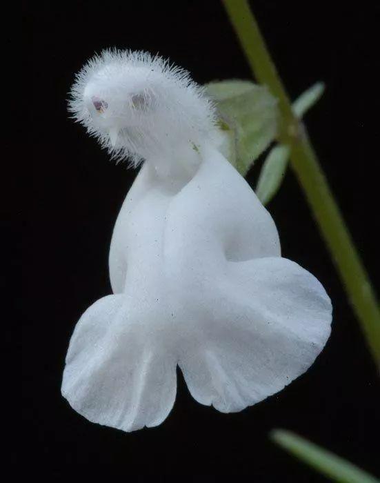 奇妙的大自然，这些花你可能大都没见过