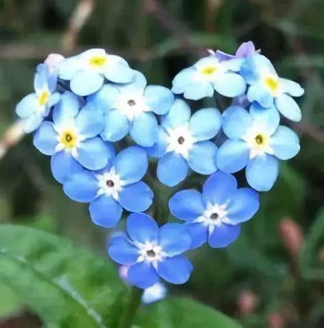 奇妙的大自然，这些花你可能大都没见过