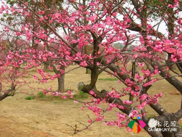 干货 · 庭院景观“风水学”