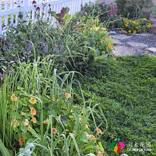 香味浓郁的芳香植物使空气变得香甜。