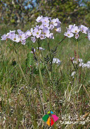 河边的花境——把小溪带回家