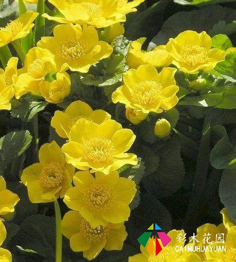 河边的花境——把小溪带回家