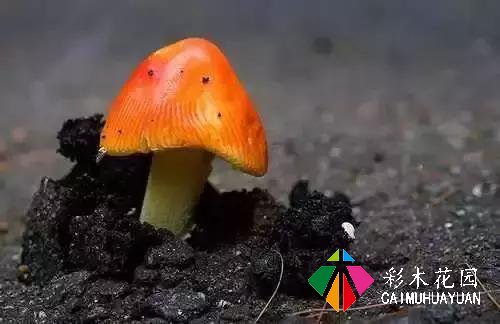 这些硬生长的植物真的很美。