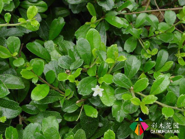 园林和庭院景观中常见的40种花卉应尽快收集。