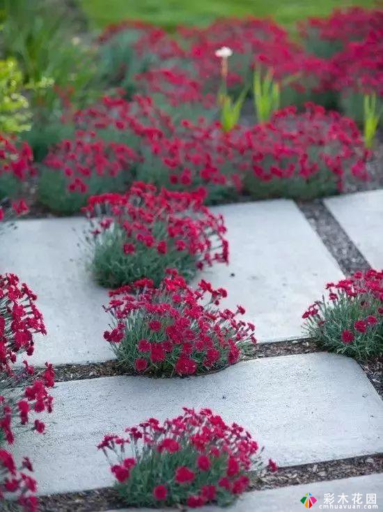 花园小道——这条蜿蜒的小道通向一个小院子，院子里种满了鲜花和树木
