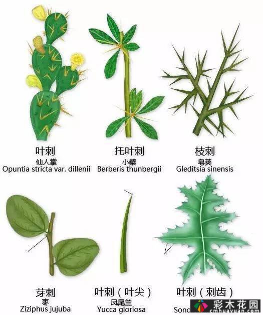 中国园林植物的传说,真的很硬,真的很干!记得收集