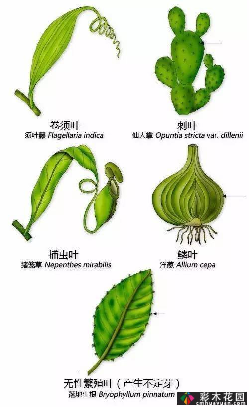 中国园林植物的传说,真的很硬,真的很干!记得收集