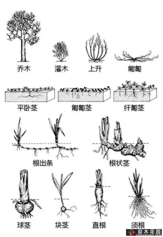 中国园林植物的传说,真的很硬,真的很干!记得收集