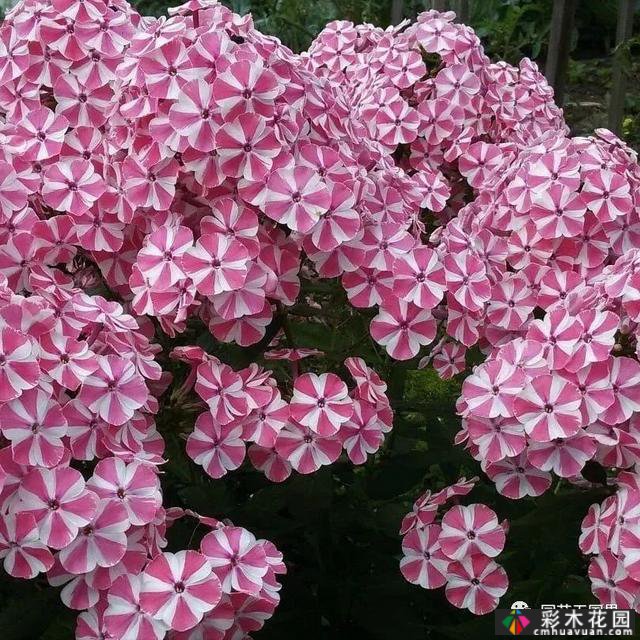 夏季花坛和花境——在没有颜色限制的季节，花境处于一年中最好的状态
