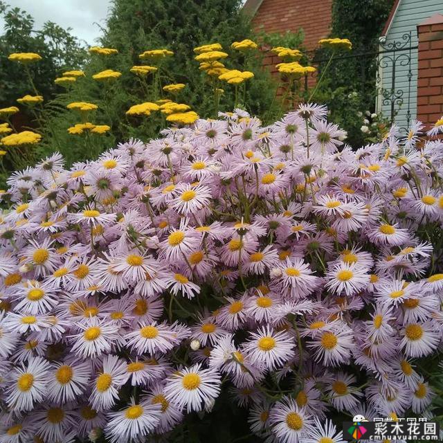 夏季花坛和花境——在没有颜色限制的季节，花境处于一年中最好的状态
