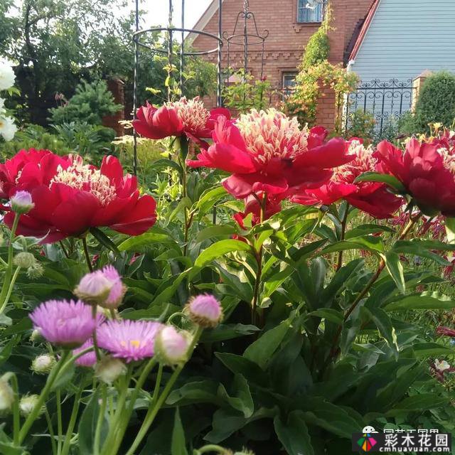 夏季花坛和花境——在没有颜色限制的季节，花境处于一年中最好的状态
