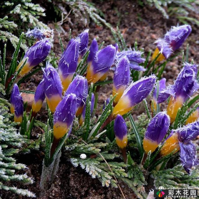 春天种植花坛和花境设计-没有比春天更让人期待的季节了
