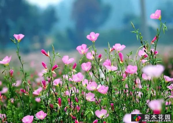 这些庭院花园多年生花卉如此美丽。你种了哪种？
