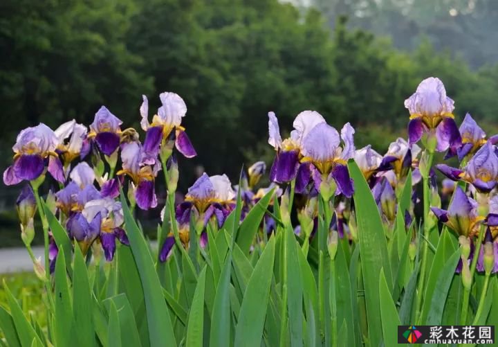 这些庭院花园多年生花卉如此美丽。你种了哪种？
