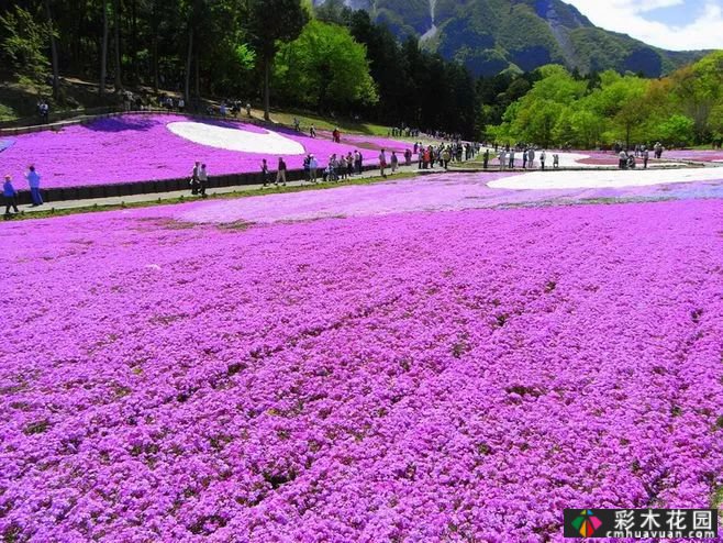 这些庭院花园多年生花卉如此美丽。你种了哪种？
