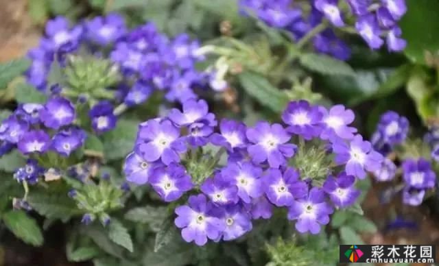 这个院子里有15种适合秋季种植的花
