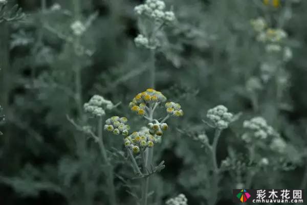 夏季花园盛开的草本花卉
