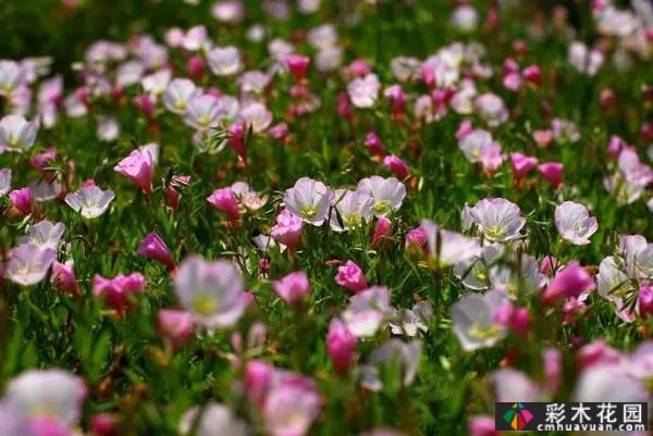 夏季花园盛开的草本花卉
