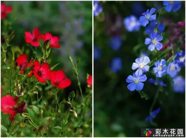 夏季花园盛开的草本花卉
