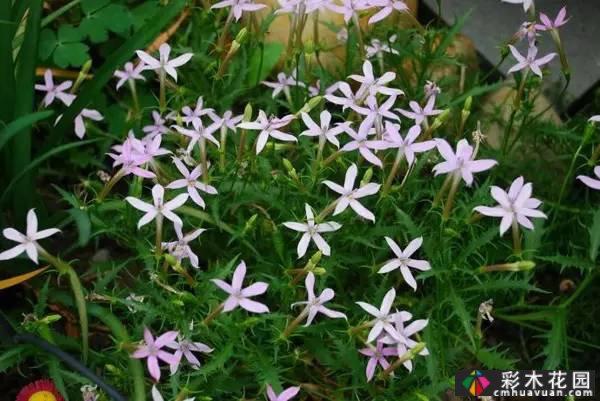 夏季花园盛开的草本花卉
