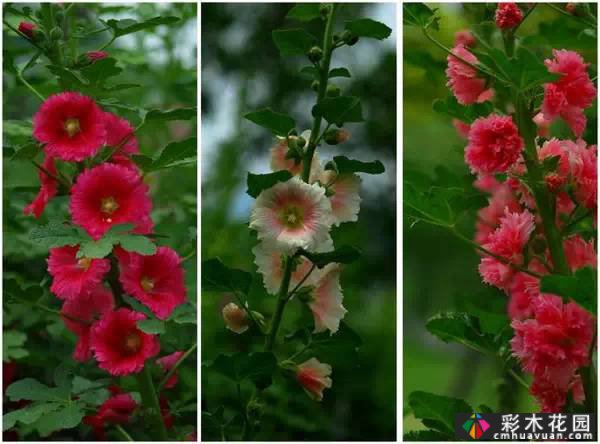 夏季花园盛开的草本花卉
