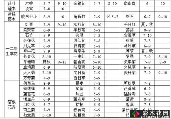 夏季花园盛开的草本花卉
