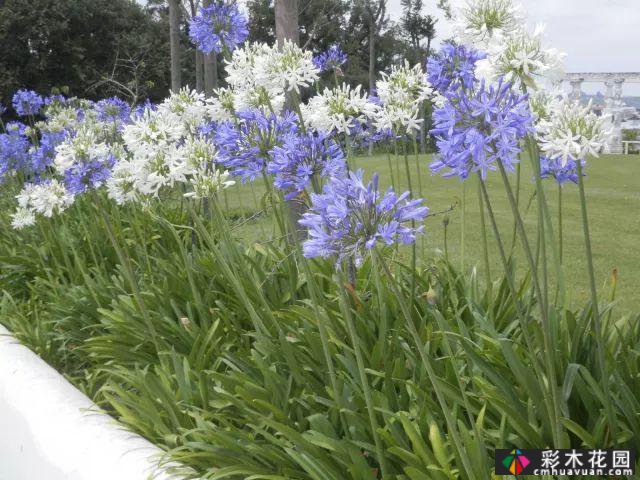 非洲百合,龙舌兰'彼得潘,在夏天开花,是蓝色的.