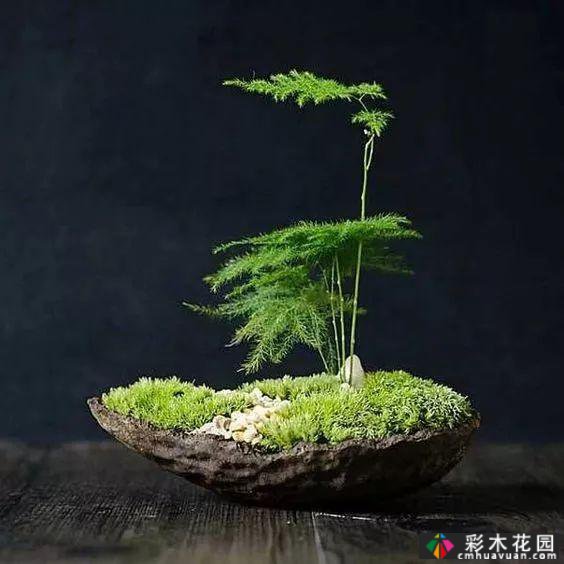 苔藓植物在园林中的应用