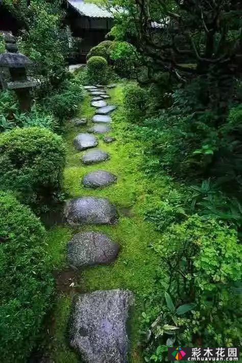 苔藓植物在园林中的应用