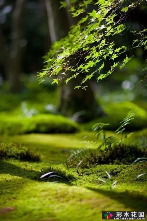 苔藓植物在园林中的应用