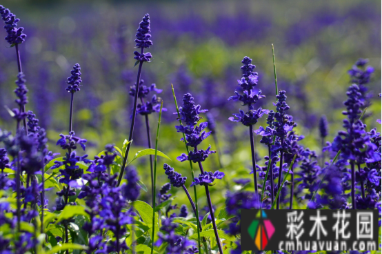 干货！庭院中国花境和花坛常见的植物搭配有哪些？记得阅读收藏以备后用