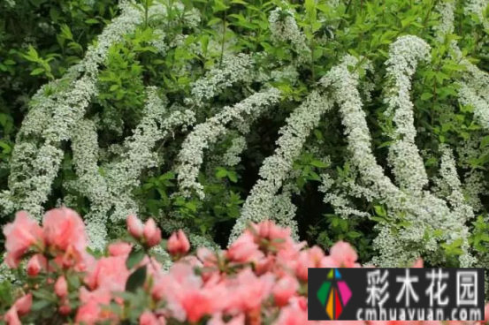 干货！庭院中国花境和花坛常见的植物搭配有哪些？记得阅读收藏以备后用