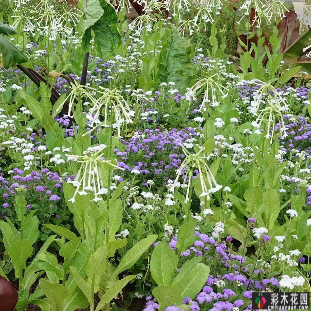 开花植物的选择指南——藿香,紫色的花是微弱的,逐渐暗淡