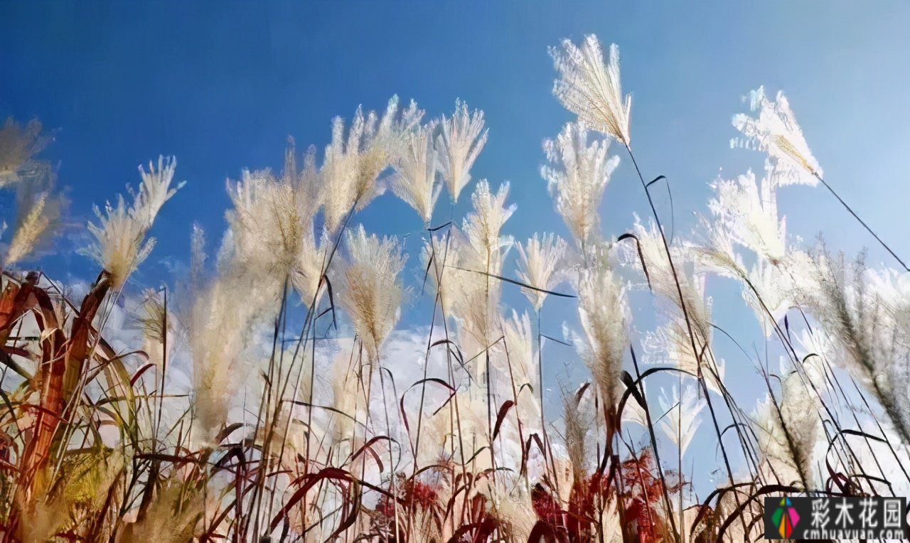 这个季节，让我们去看看看草的野生世界