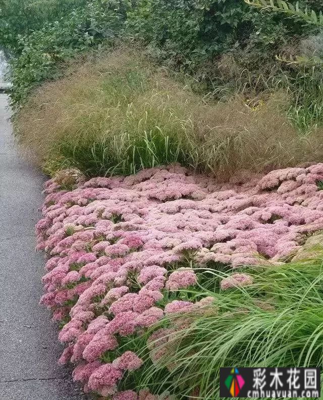 这个季节，让我们去看看看草的野生世界