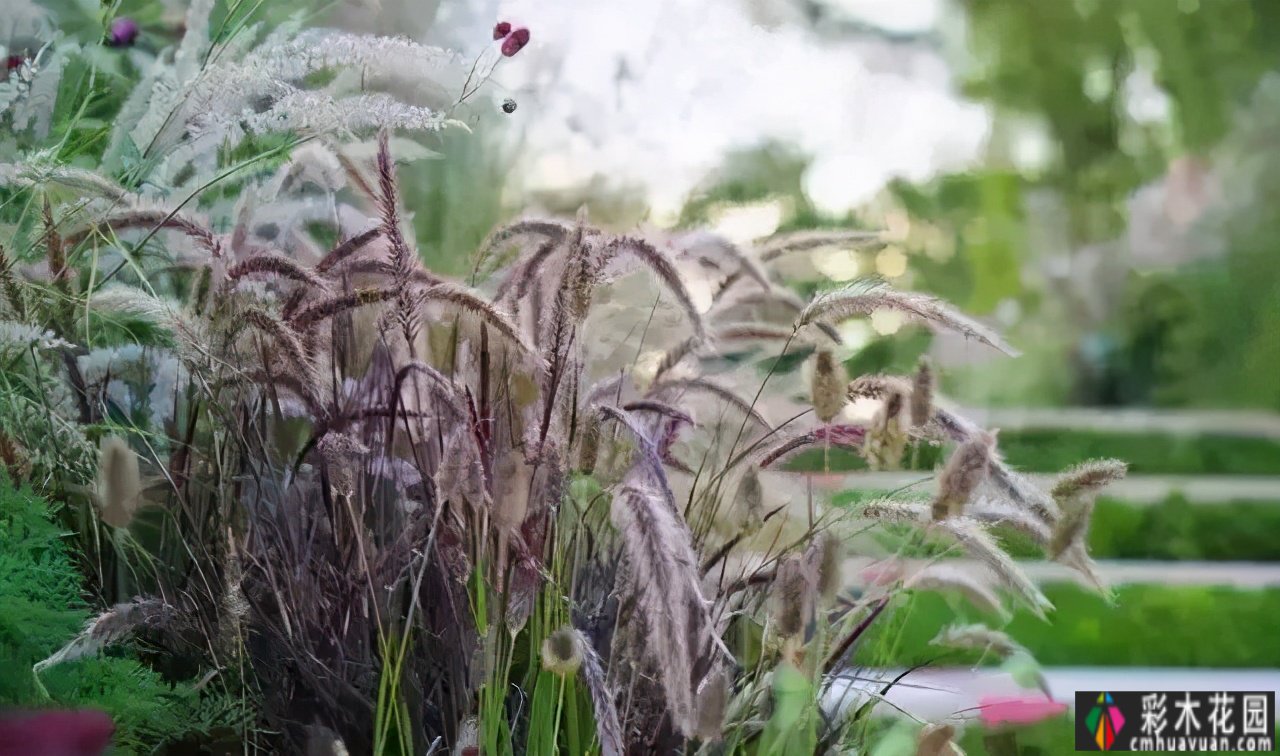 这个季节，让我们去看看看草的野生世界