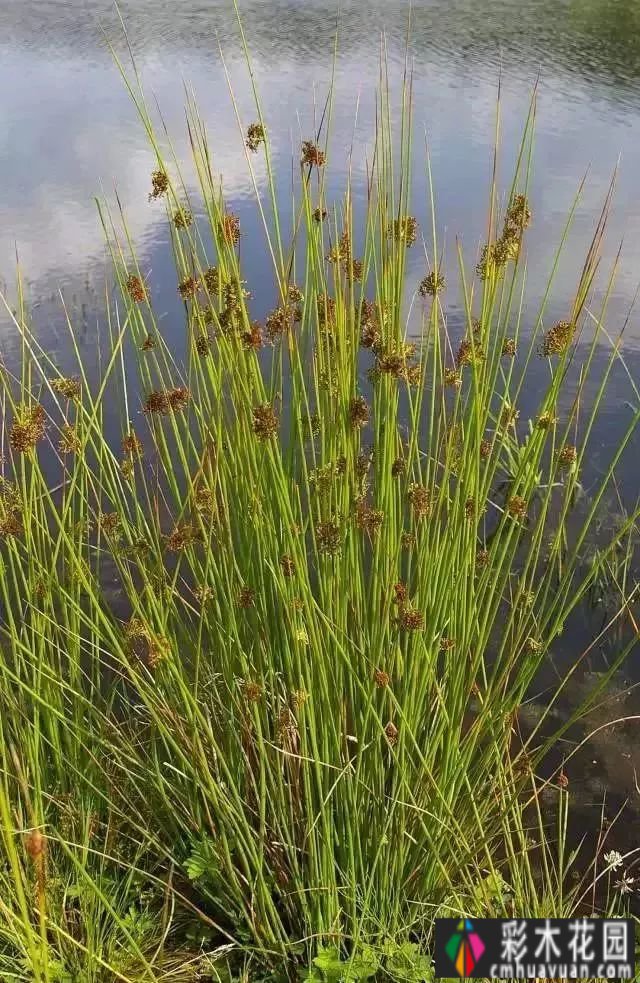 这个季节，让我们去看看看草的野生世界