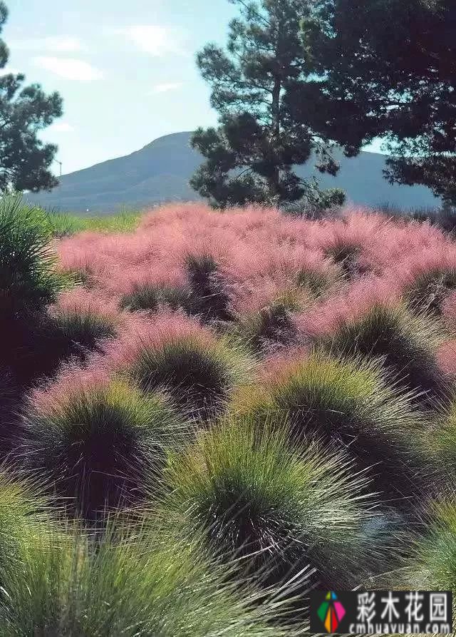 这个季节，让我们去看看看草的野生世界