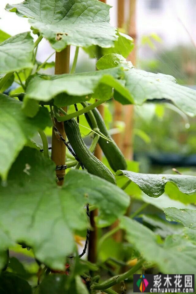 我在80㎡的露台上“种花种菜”，既美化了环境，又能吃，杀的不止一个
