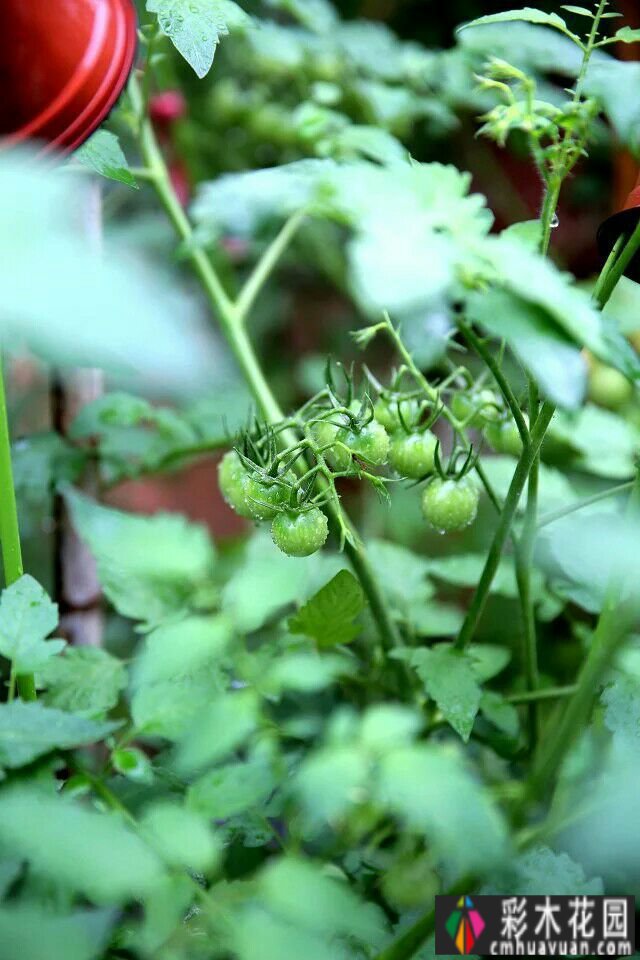 我在80㎡的露台上“种花种菜”，既美化了环境，又能吃，杀的不止一个
