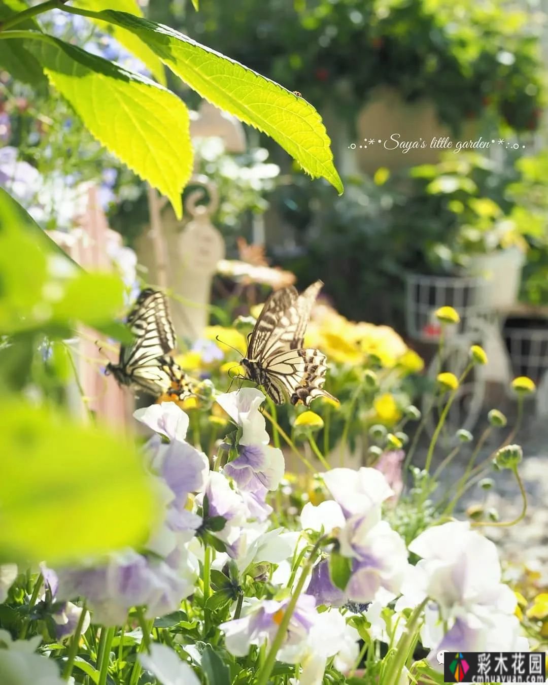 附图32 |花景是一种意境。你想看看吗