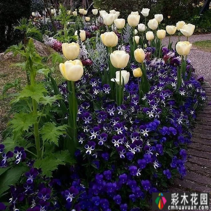 附图32 |花景是一种意境。你想看看吗