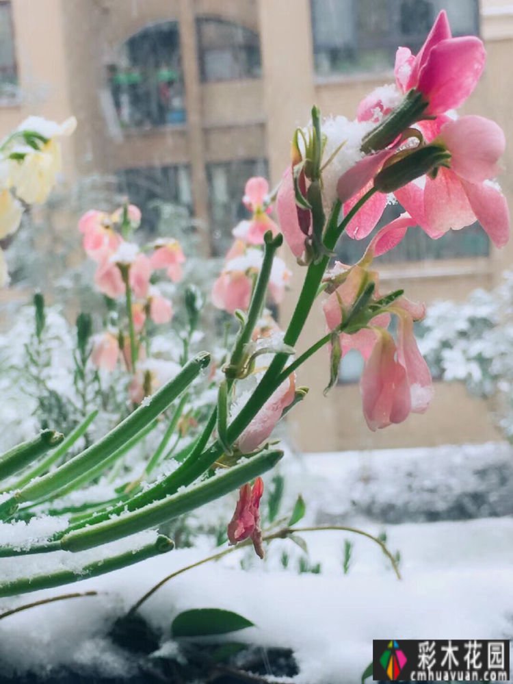 在30m2 花园的阳台上重建植物，网友高呼:这是我见过的最漂亮的阳台花园
