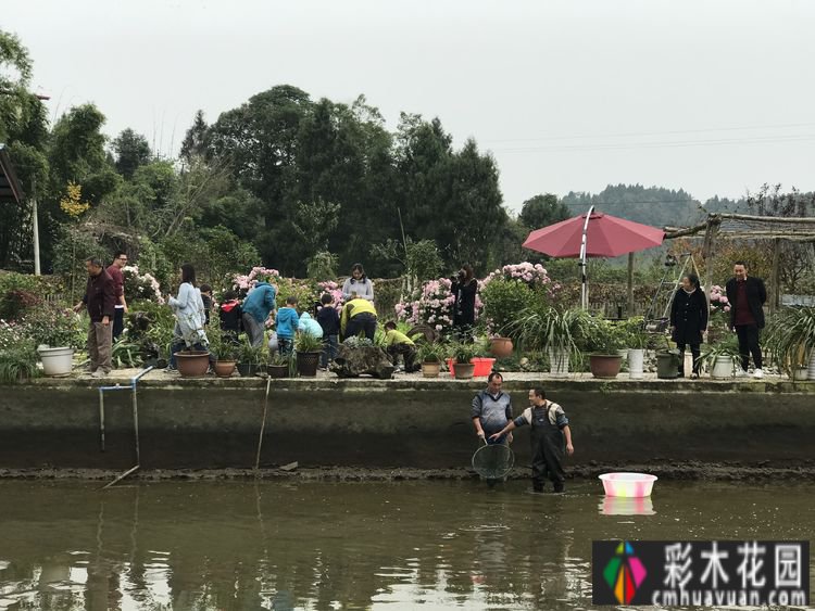 2年内，建一个300㎡的农村小庭院，享受园艺乐趣。网友喊出:向往生活
