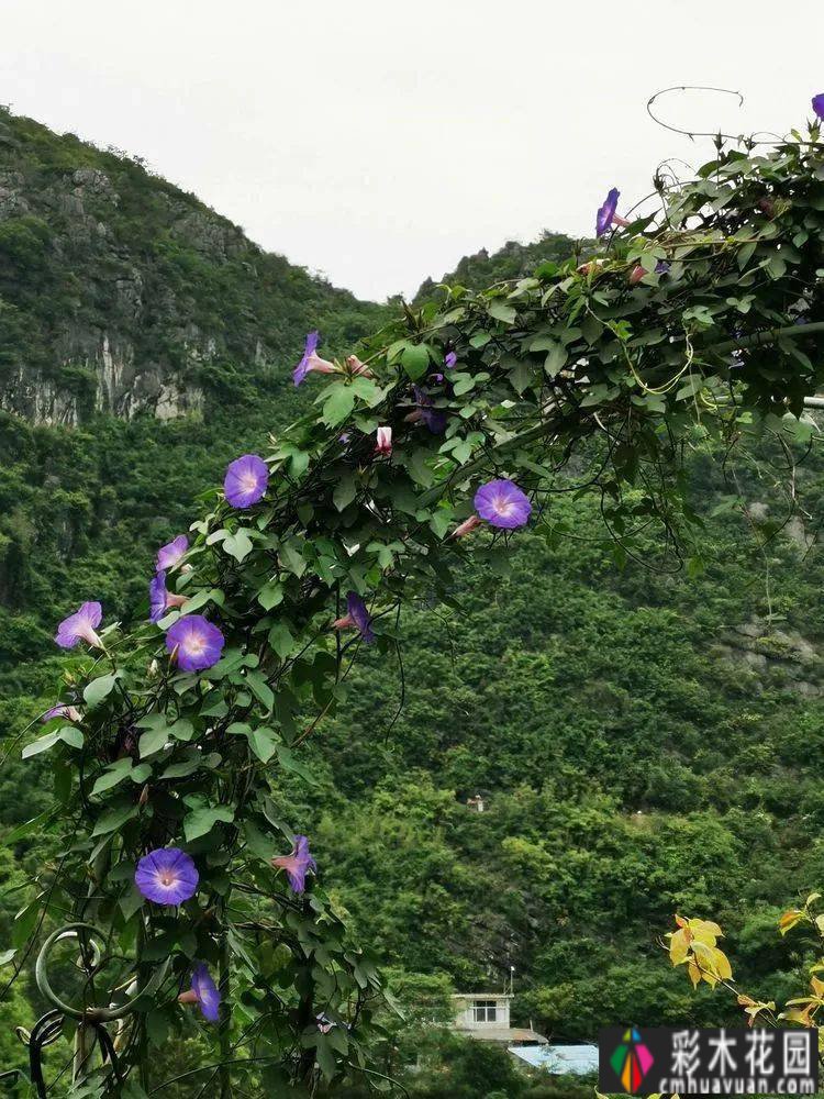 六年前我买了一栋高层建筑。这个15㎡的露台花园成了我的“桃花源”
