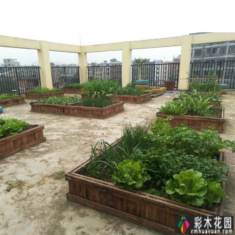 教你在屋顶露台上建一个“菜园”，不用出门就能吃到青菜，很健康
