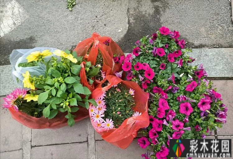 一楼90㎡的小院“造花园”，闹市区有个院子种花种菜，好开心
