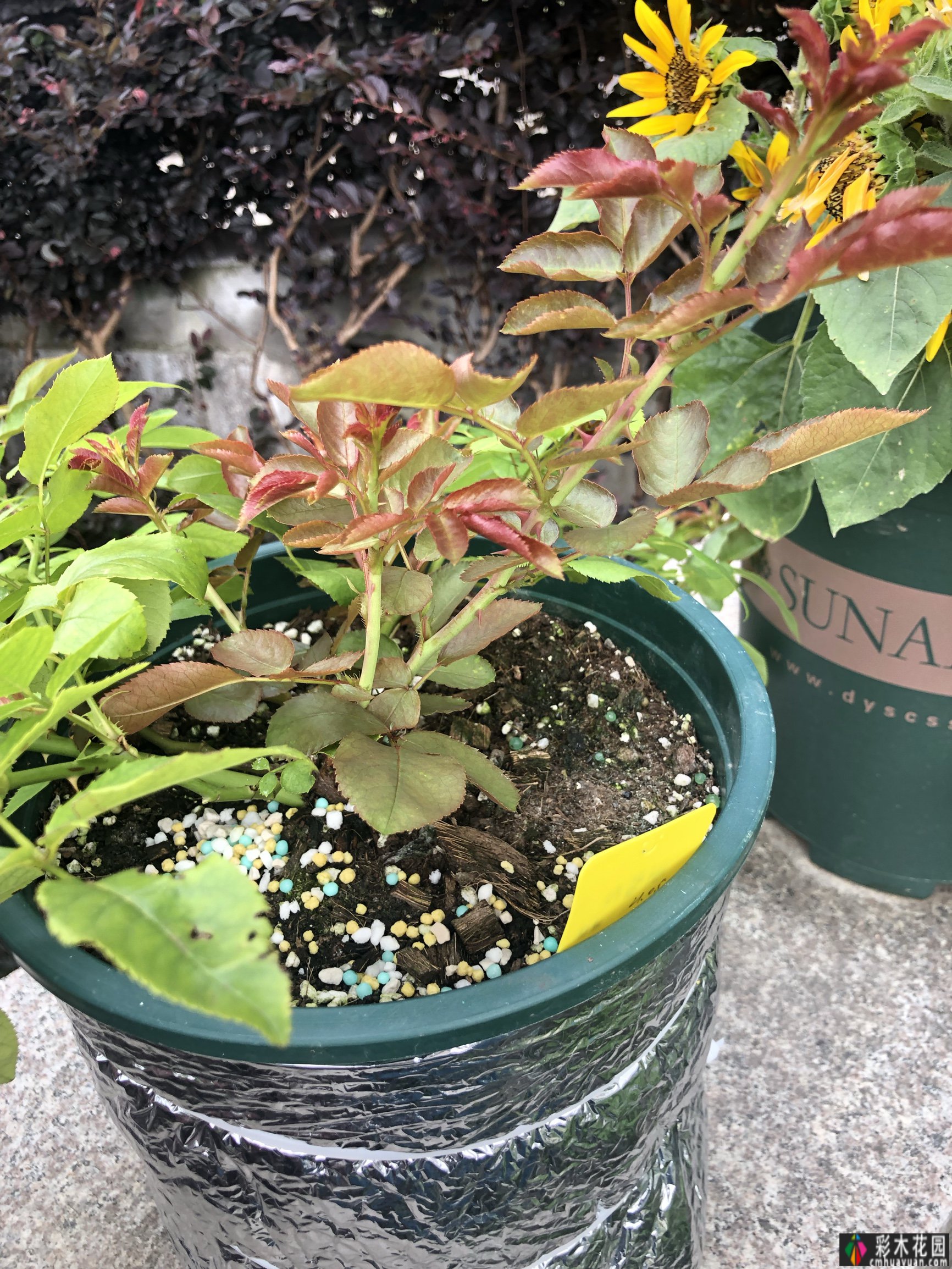 一楼90㎡的小院“造花园”，闹市区有个院子种花种菜，好开心
