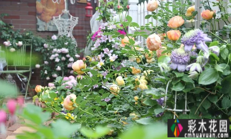 一楼90㎡的小院“造花园”，闹市区有个院子种花种菜，好开心
